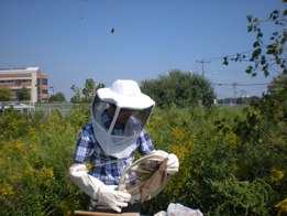 Waldan collects bees